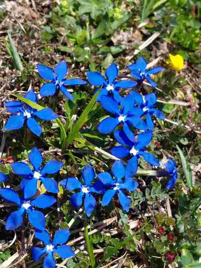Blaue Polsterl