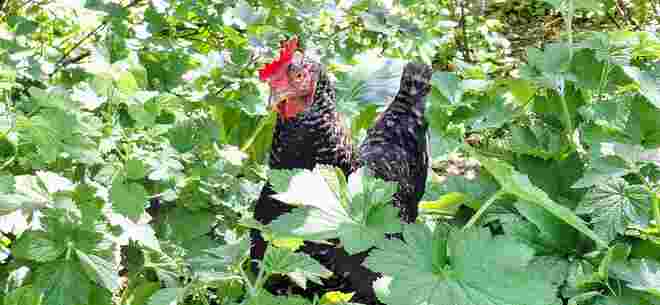 Ein Huhn im Grünen 