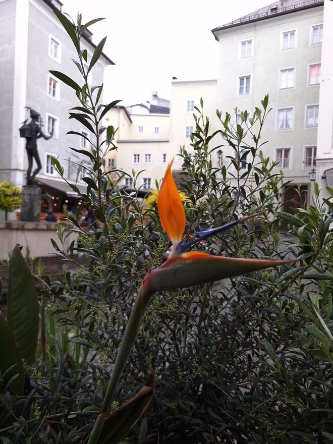 Papagenos Paradiesvogel