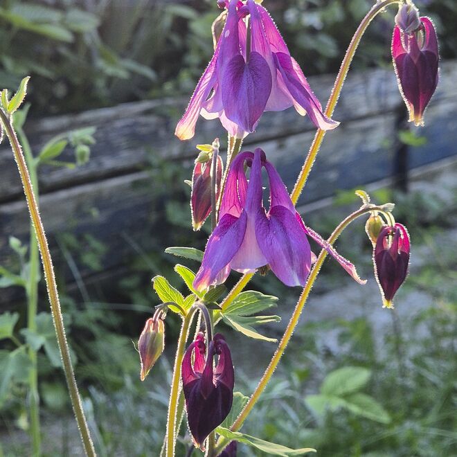 Akeleien in meinem Garten