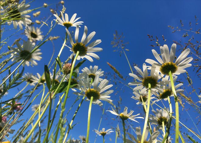 Dem Himmel entgegen......