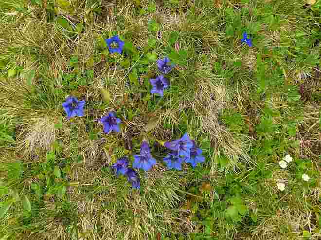 Enzianblüte