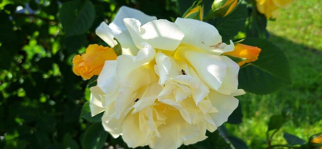 Einfach nur schön...