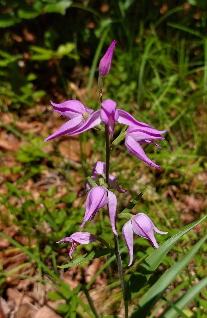 Ein Vöglein, das nicht zwitschert