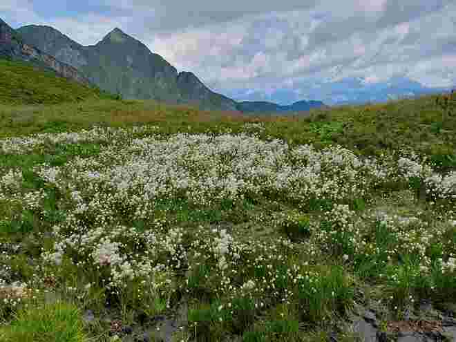 Wollgras auf feuchter Wiese 