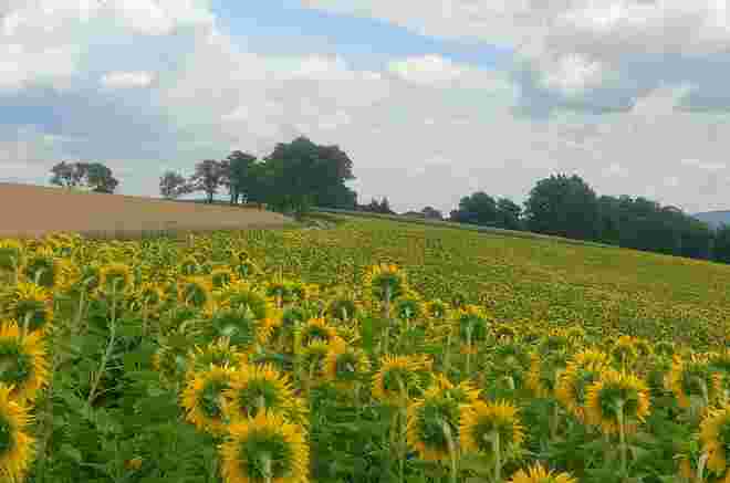 Sommerfelder 