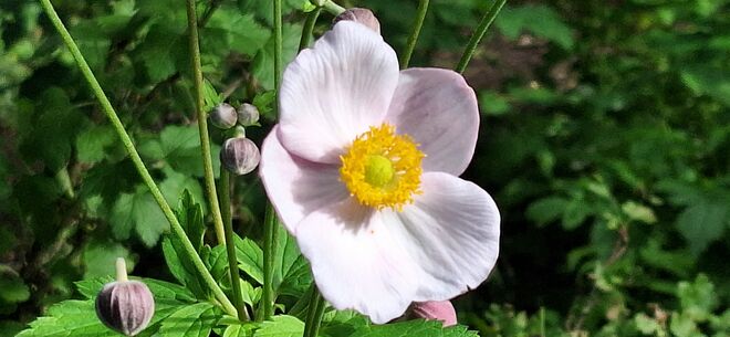 Anemonen blühen jetzt auch schon....