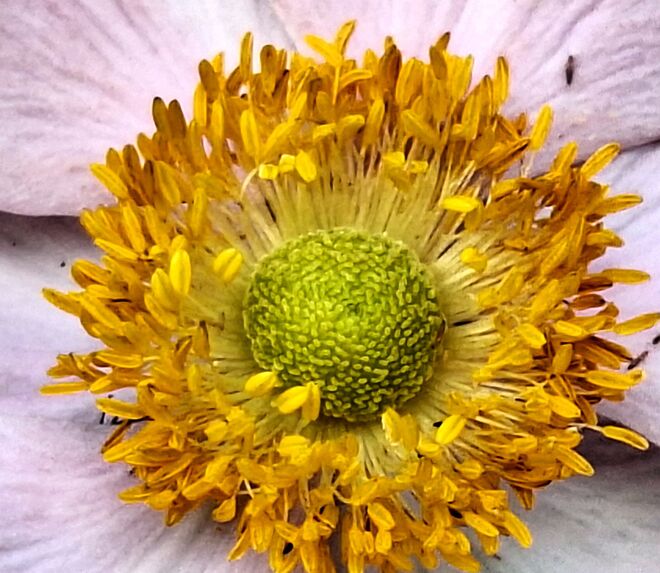 Die Blume in der Blume.....