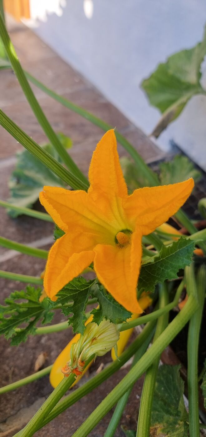 Zucchiniblüte