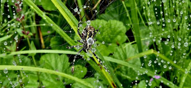 Verführung mit der Tropfen Glanz …