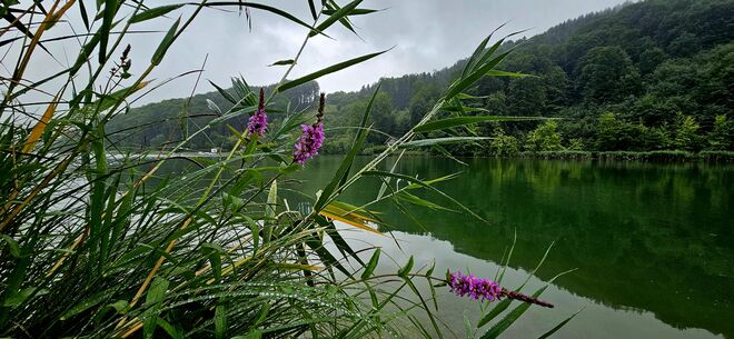 Still ruht der See …