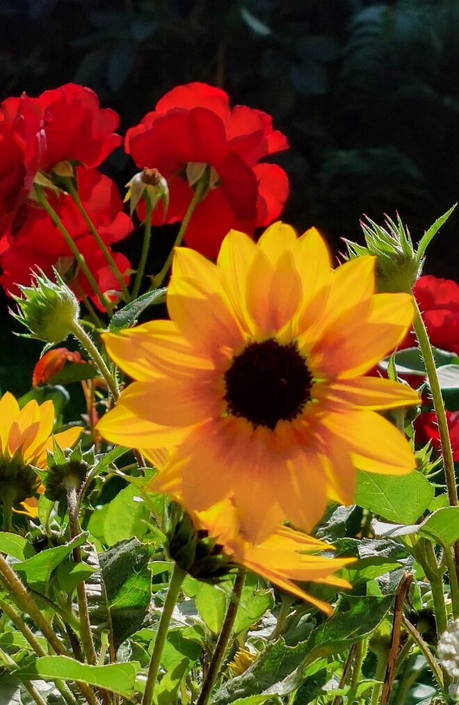 Leuchten in der Abendsonne  ...