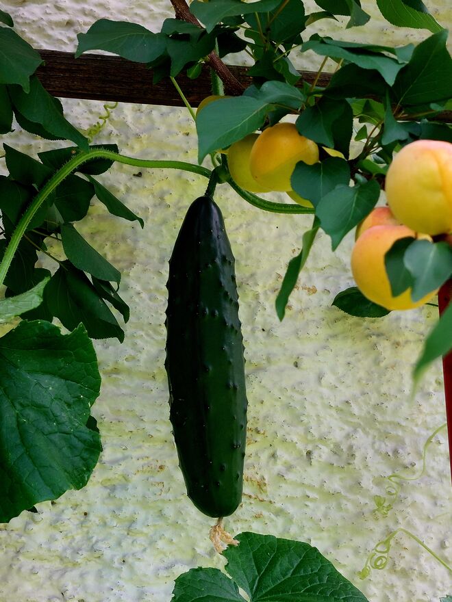 Auch eine Sommerllebe ....