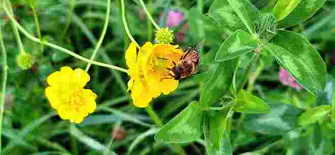 Fleißiges Bienchen sammelt Pollen in der Regenpause