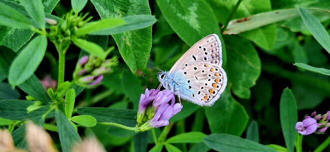 Hurra - nicht davon geflattert