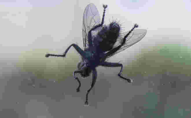 Fliege