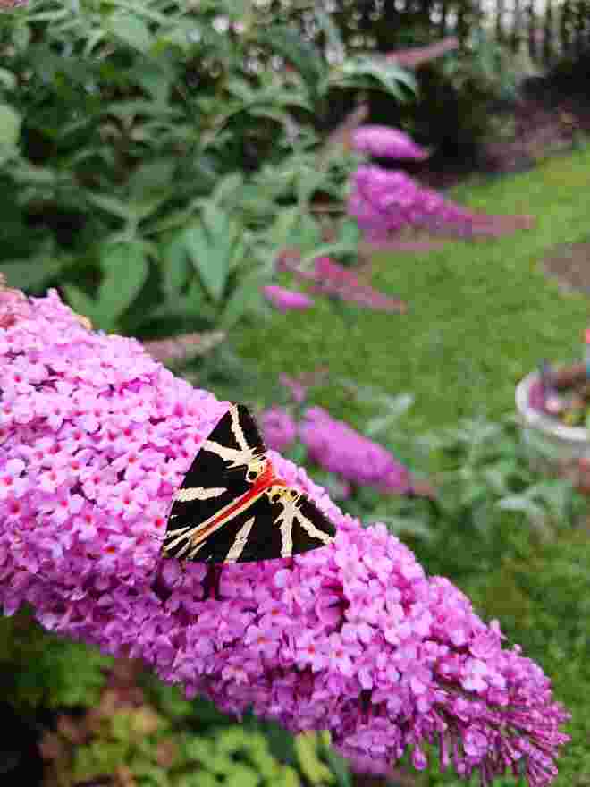 Schmetterling 