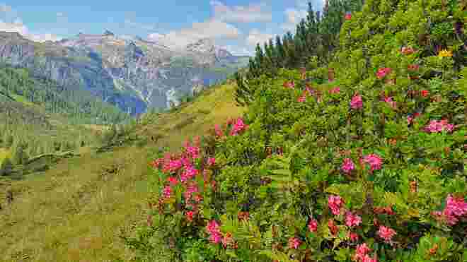 Blütenpracht in den Niederen Tauern