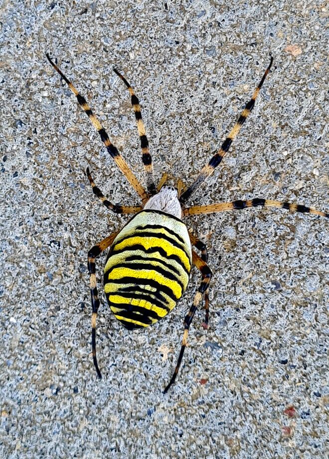 Natürliches Kunstwerk