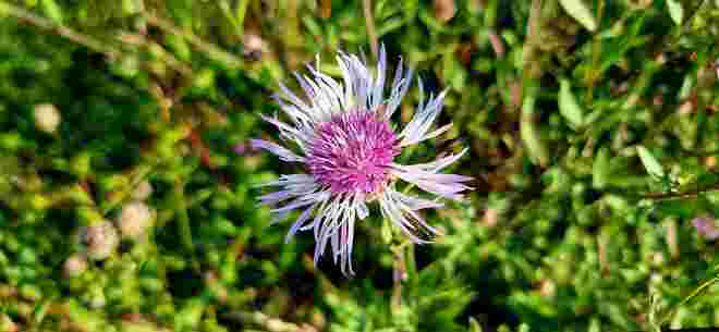 Flockenblume