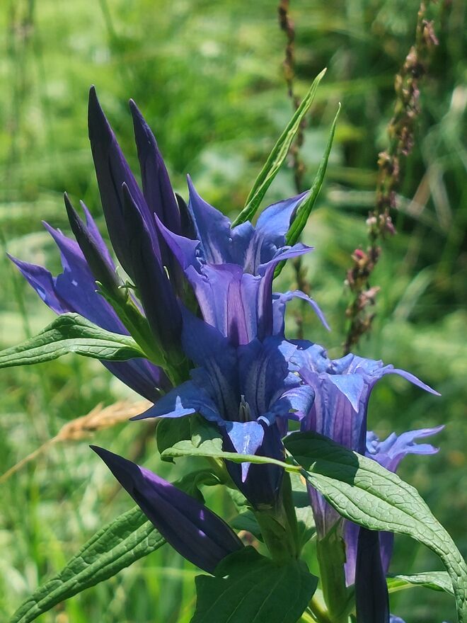 Es blüht im Walde tief drinnen  die blaue Blume  fein  ....