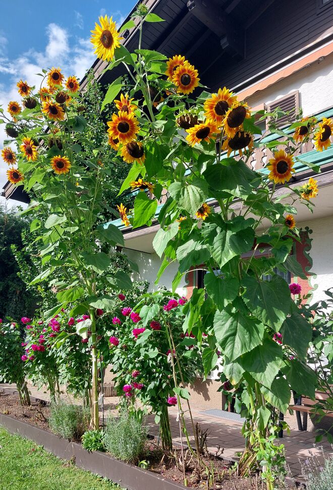 Wohin wollt ihr wachsen???