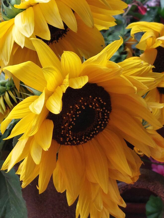 Blühen mit aller Kraft