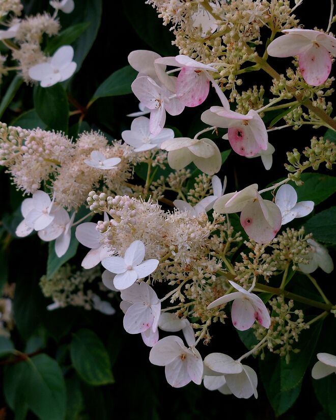 Small  is beautiful ...