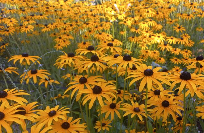 Hab' Sonne im Herzen....