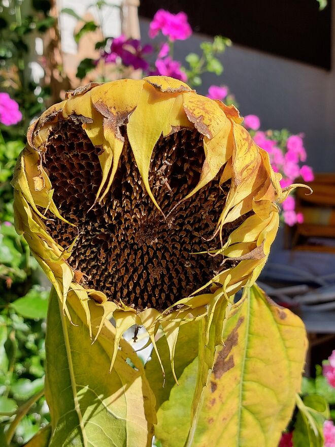 Eine seltene Eulenart im Pinzgau entdeckt!