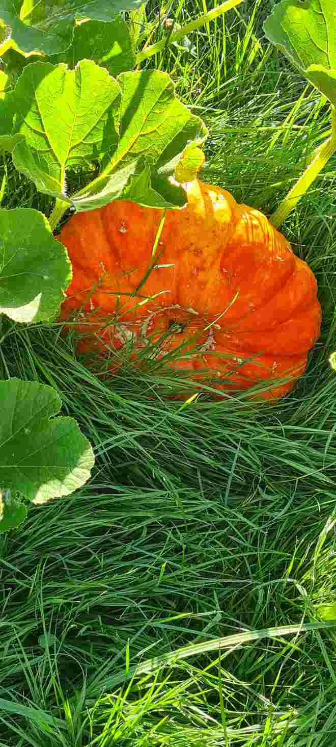 Es ist Herbst . 