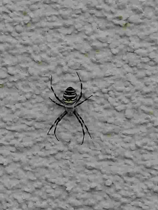 Spinne  an der Hauswand