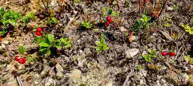 Herrliche Preiselbeeren