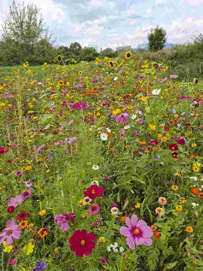 Bienenparadies