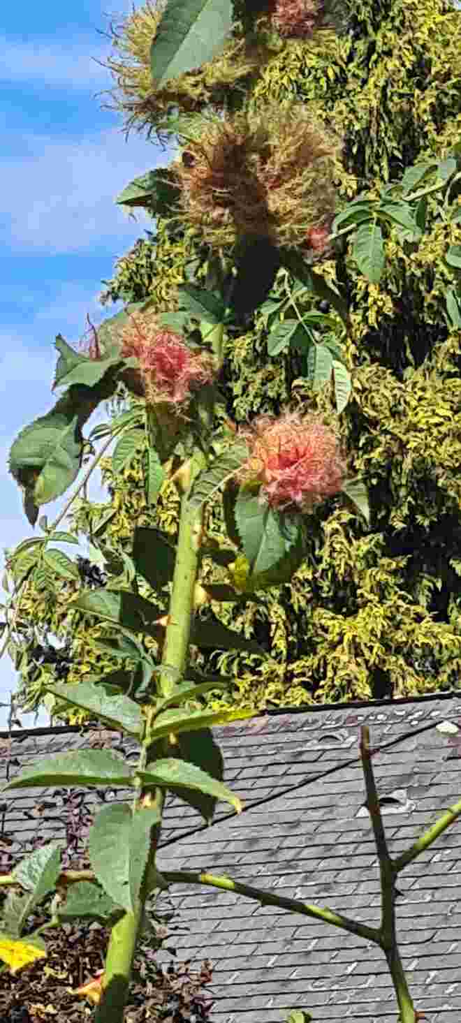 Im herbstlichen Garten  