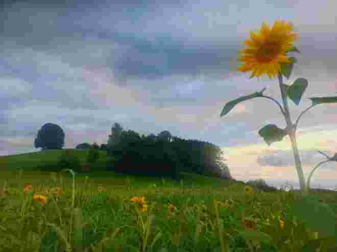 Hoch hinaus.....
