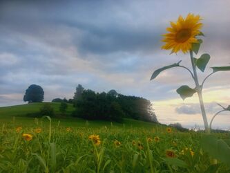 Hoch hinaus.....