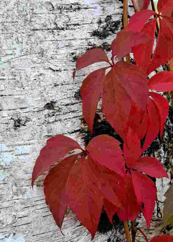 Herbst in Rot