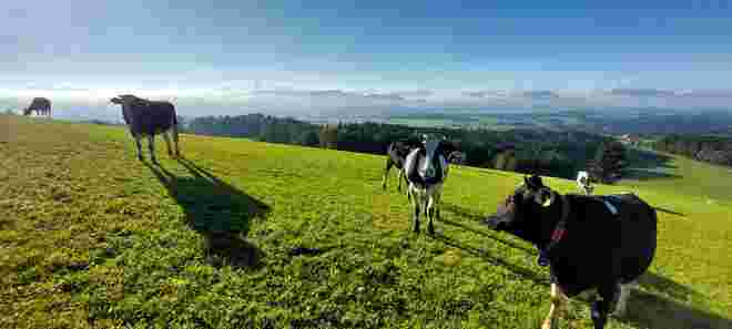 Hochweide mit Aussicht