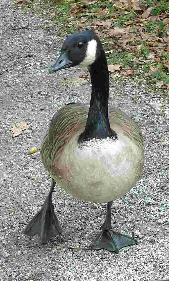 Ein GANS schönes Bröckerl !