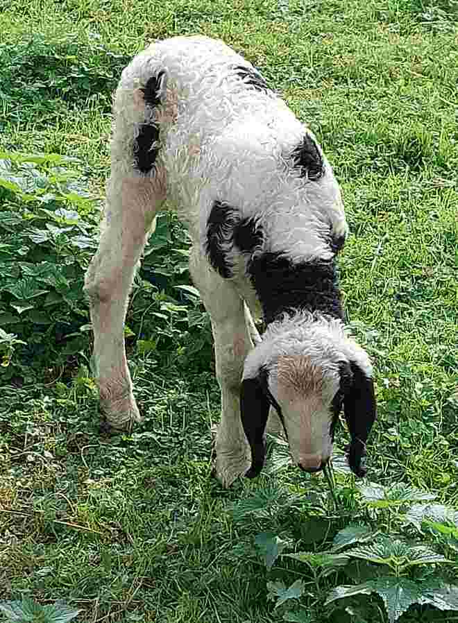 So jung und schon ein Veggie-Fan !