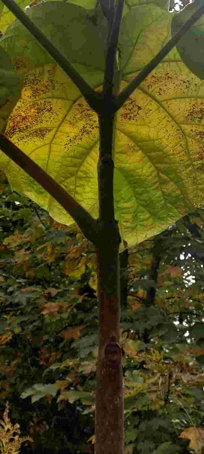 Herbstschirm
