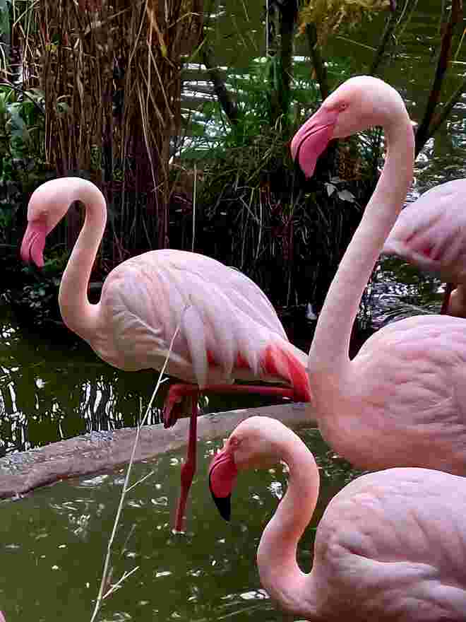 Die Pinken sind im Anmarsch