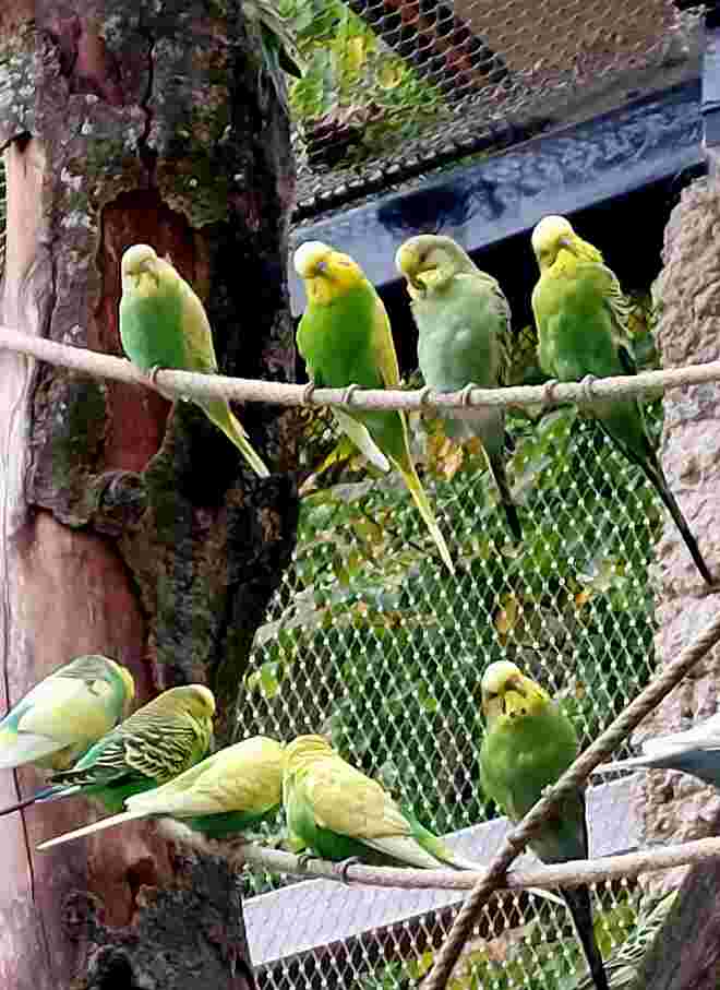 Farben im Zoo  - Treffen der Grünen 