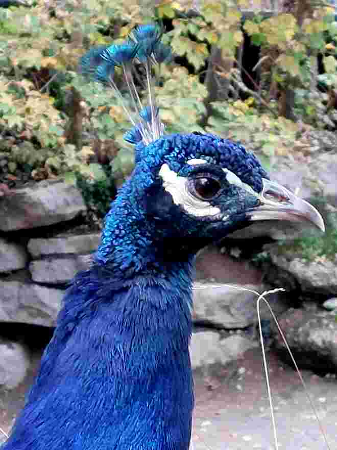 Der Blaue ist auch schon da!