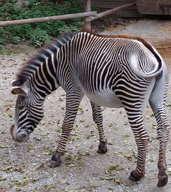 Familie Grevy stellt sich vor :