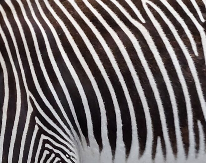 Schwarz auf Weiß- oder umgekehrt? 