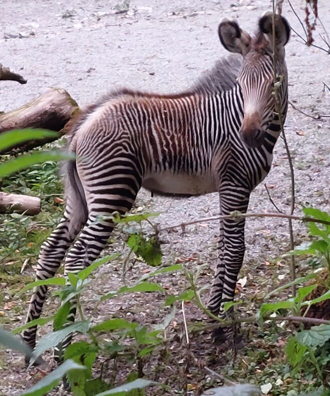 "Nya", das langbeinige Fohlen 