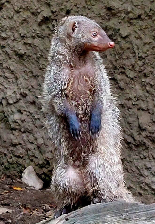 Jetzt werd' ich doch bald meine Winterhandschuhe brauchen!!!