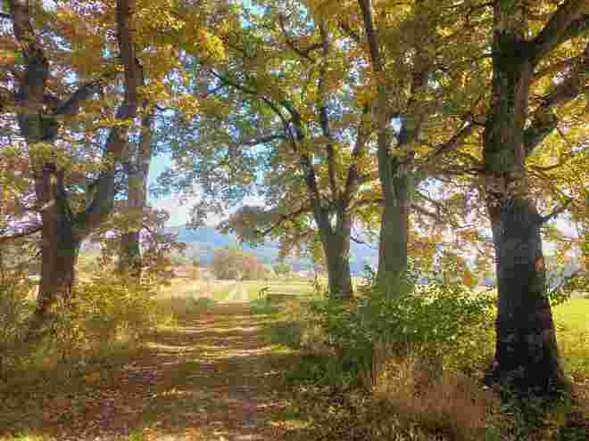 Ein Herbsttag.....